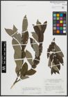 Foto von Salix appendiculata Vill.